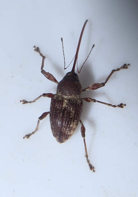 Curculio elephas - gesztenyezsuzsóka