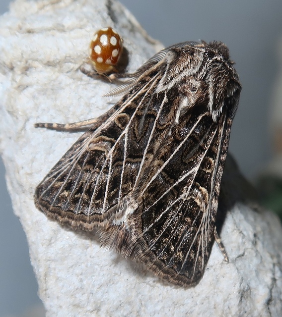 Tholera decimalis - közönséges fésűsbagoly