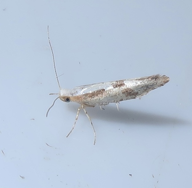 Argyresthia