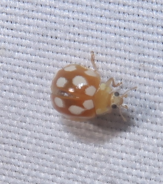 Vibidia duodecimguttata - tizenkétcseppes füsskata