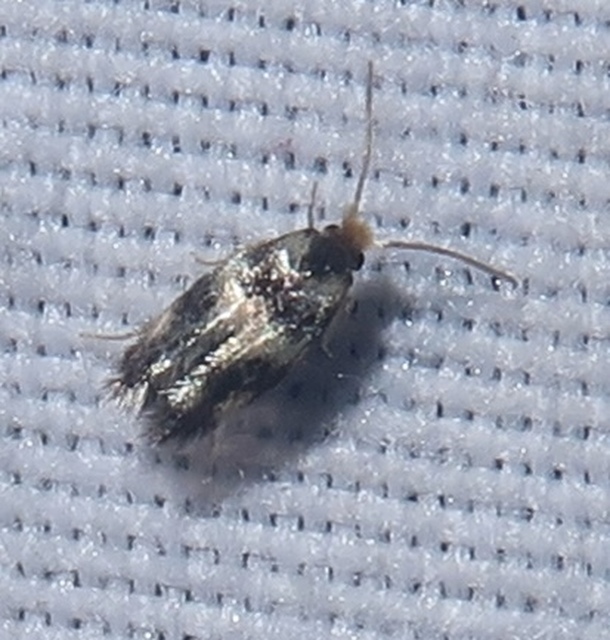 Nepticulidae - törpemolyfélék
