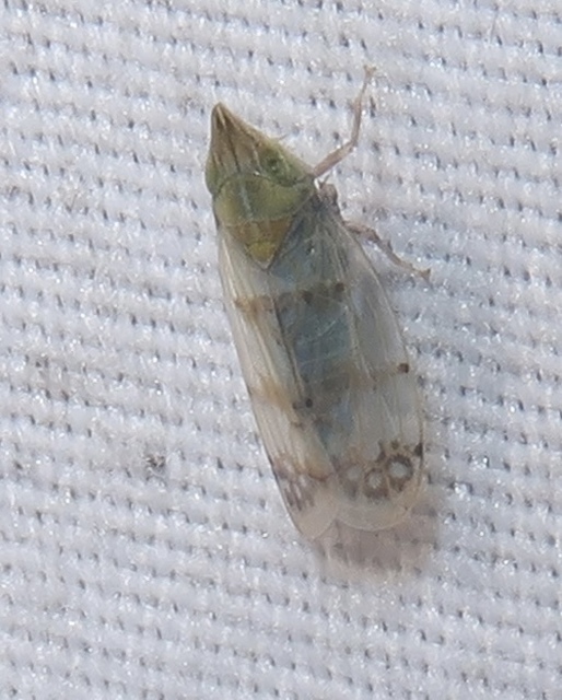 Japananus hyalinus