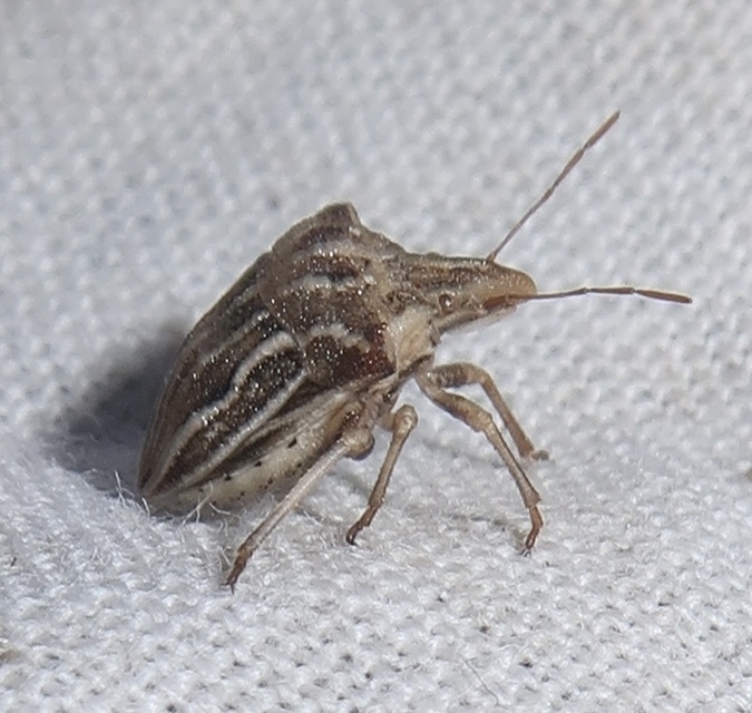 Ancyrosoma leucogrammes - vállas poloska