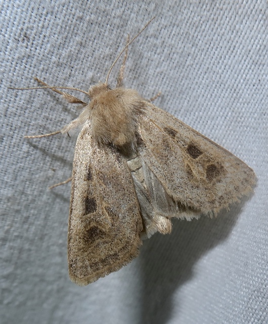 Episema glaucina - fogasjegyű liliombagoly