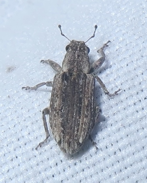 Sitona callosus - szempillás csipkézőbogár