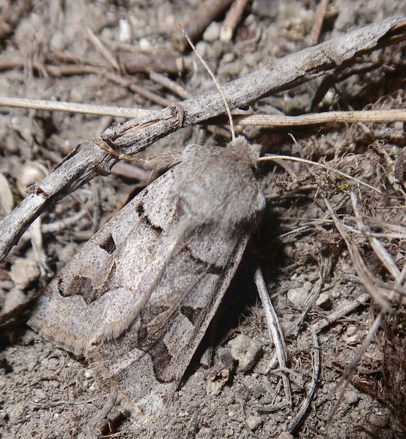 Episema tersa - hármasjegyű liliombagoly