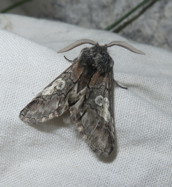 Diloba caeruleocephala - őszi kékesbagoly