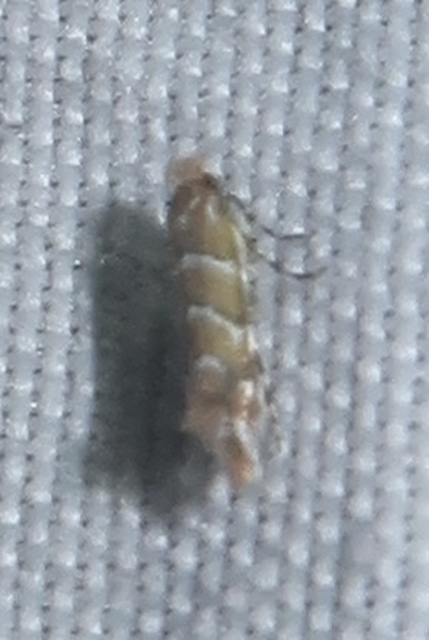 Phyllonorycter