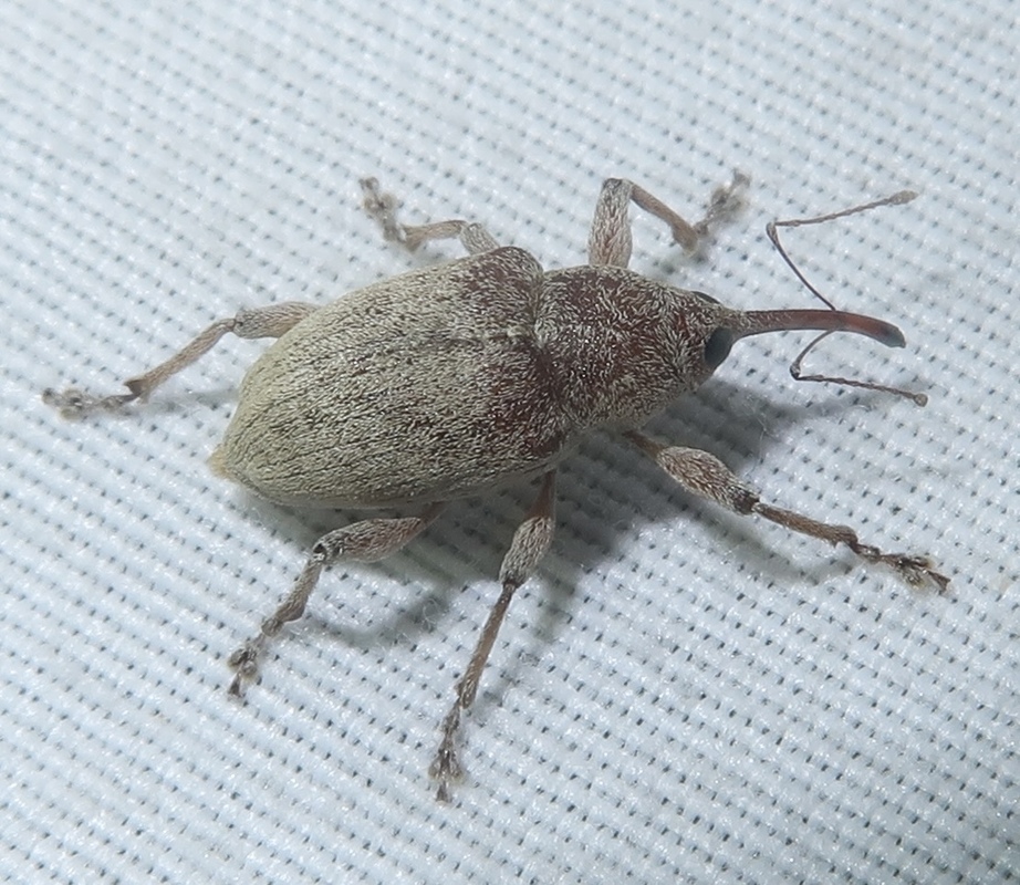 Curculio propinquus - halvány zsuzsóka