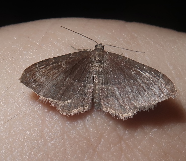 Orthonama obstipata - vándoraraszoló