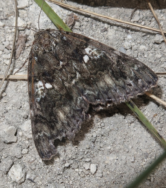 Catocala sponsa - tölgyfa-övesbagoly