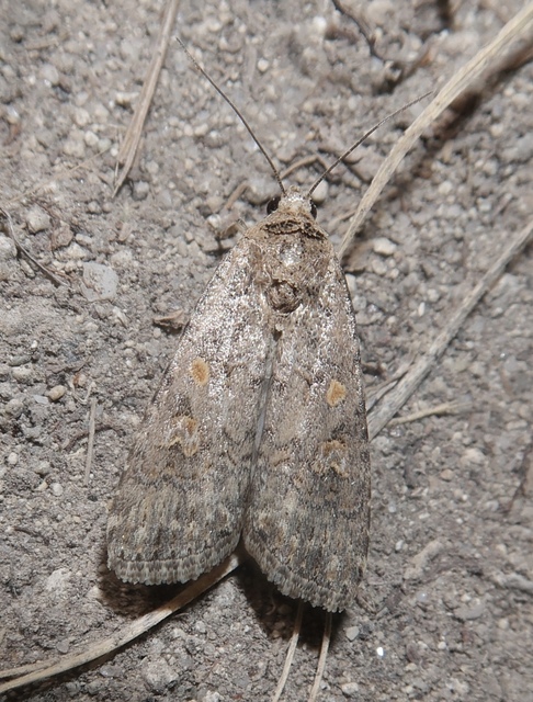 Spodoptera exigua - apró jegyesbagoly