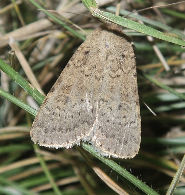 Rhyacia simulans - hamvas földibagoly
