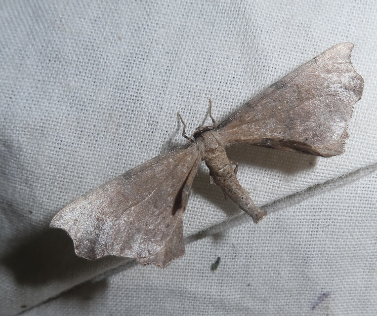 Artiora evonymaria - kecskerágó-araszoló