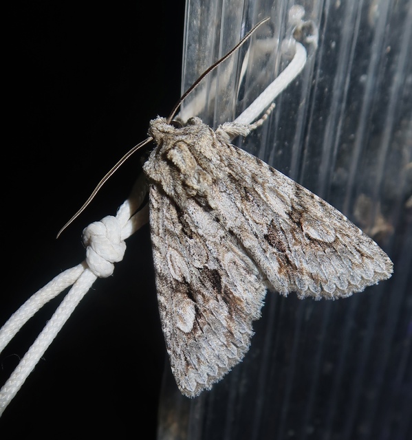 Meganephria bimaculosa - kétfoltos szilbagoly