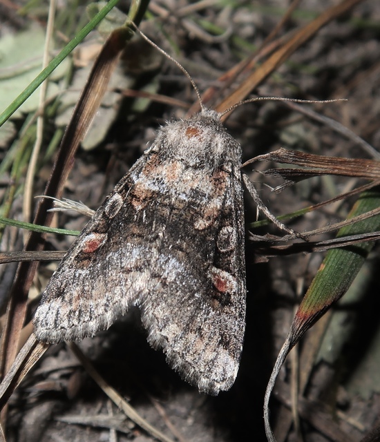 Cleoceris scoriacea - szürke liliombagoly