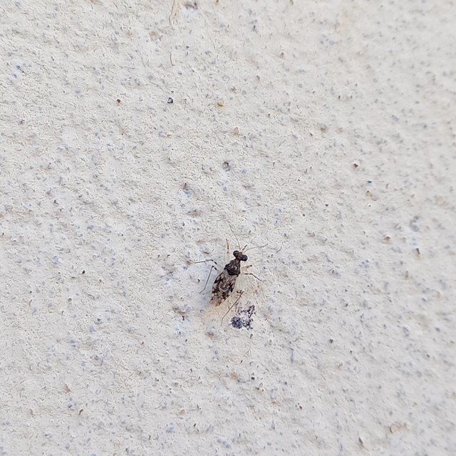 Leptopus marmoratus - kövipoloska