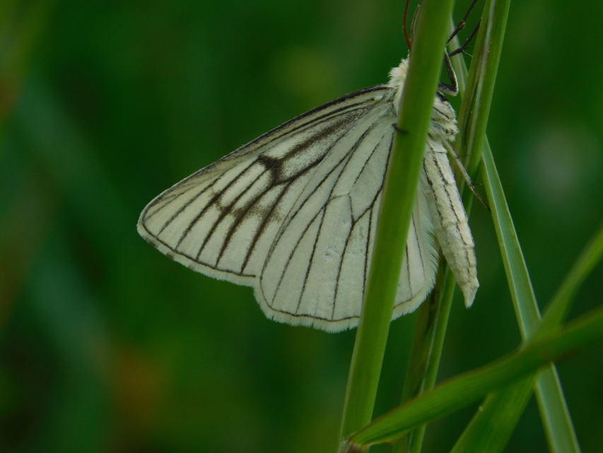 Siona lineata - vonalas fehéraraszoló