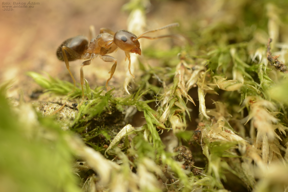 Lasius brunneus - rozsdáshátú feketehangya