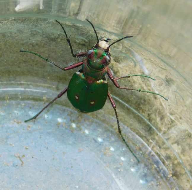 Cicindela campestris - mezei homokfutrinka