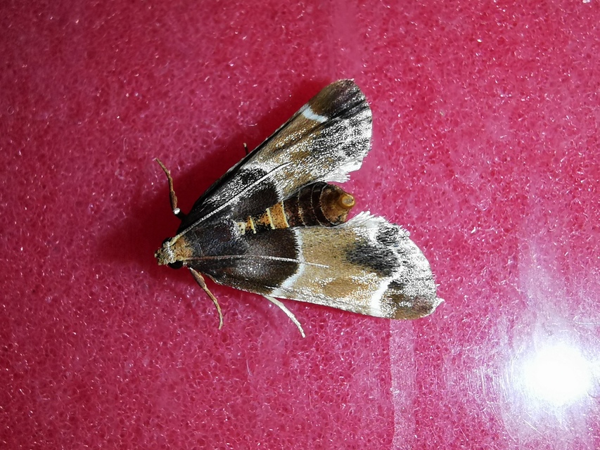 Pyralis farinalis - lisztilonca