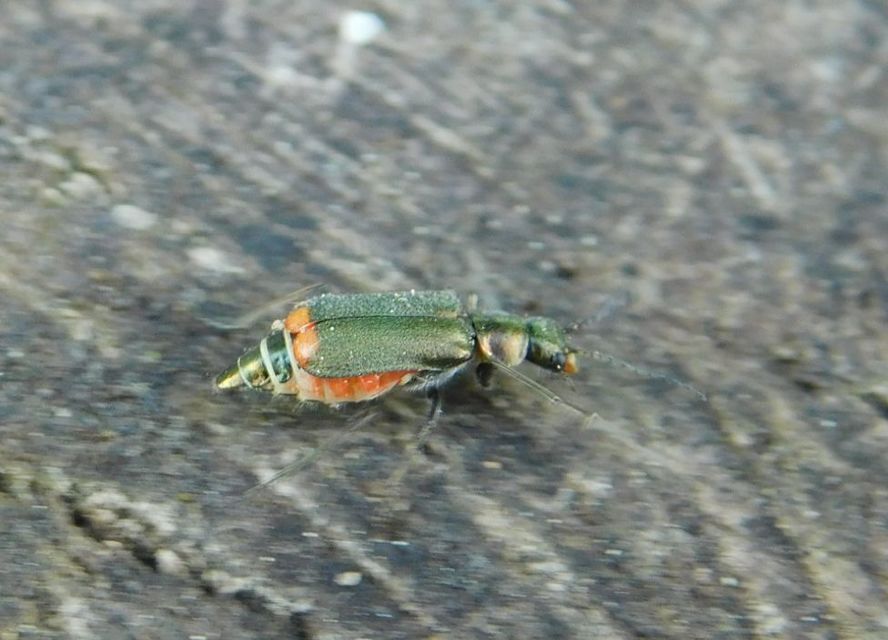 Clanoptilus