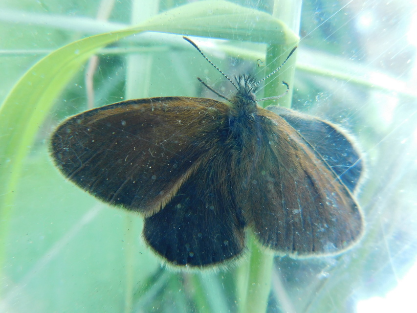 Coenonympha glycerion - közönséges szénalepke