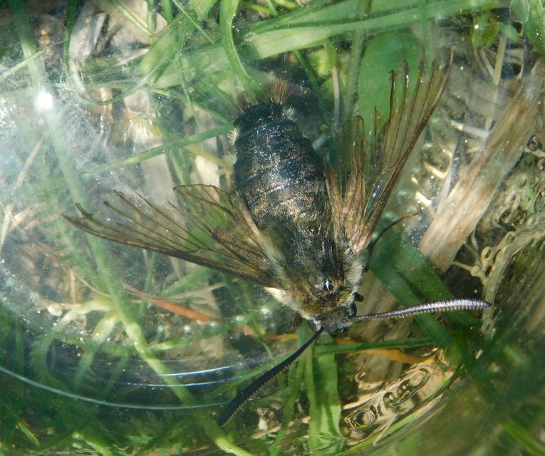 Hemaris tityus - pöszörszender Hemaris tityus - pöszörszender