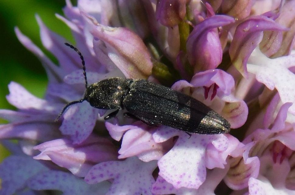 Cidnopus pilosus - szőrös pattanó