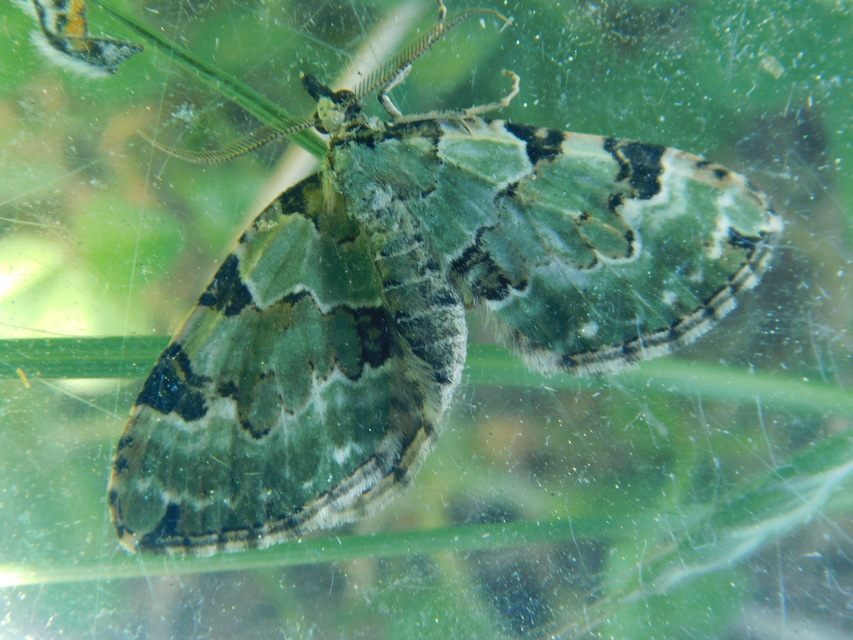Colostygia pectinataria - zöld levélaraszoló