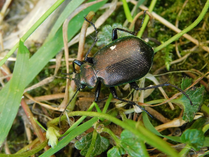 Calosoma inquisitor - kis bábrabló