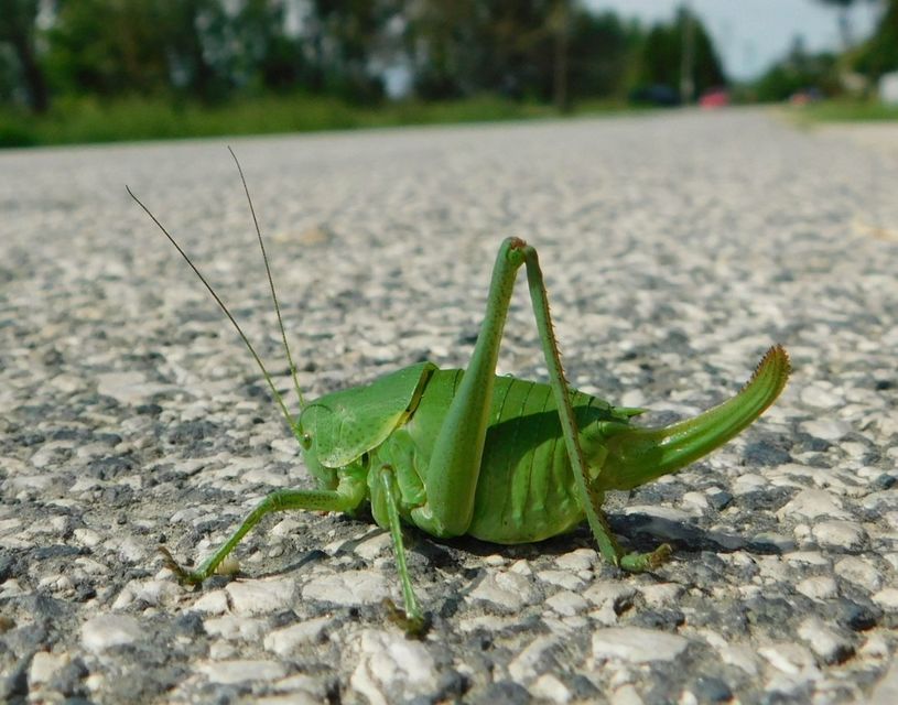 Polysarcus denticauda - fogasfarkú szöcske