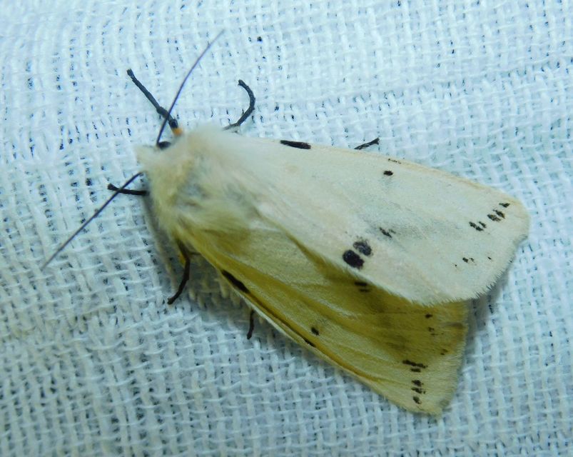 Spilarctia lutea - sárgás medvelepke