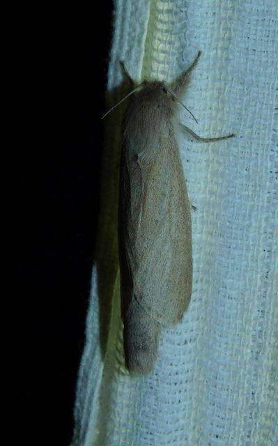 Phragmataecia castaneae - nádfúrólepke