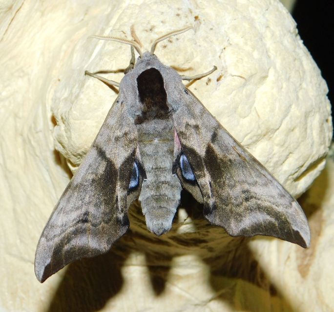 Smerinthus ocellatus - esti pávaszem