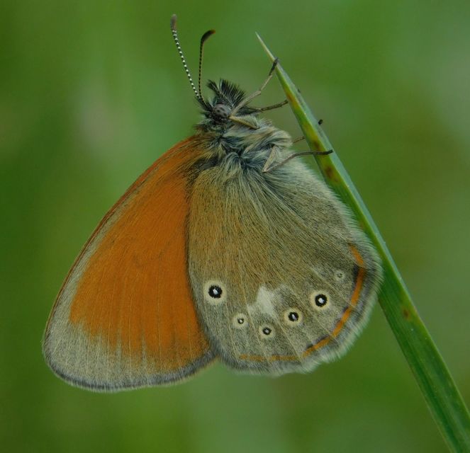 Coenonympha glycerion - közönséges szénalepke