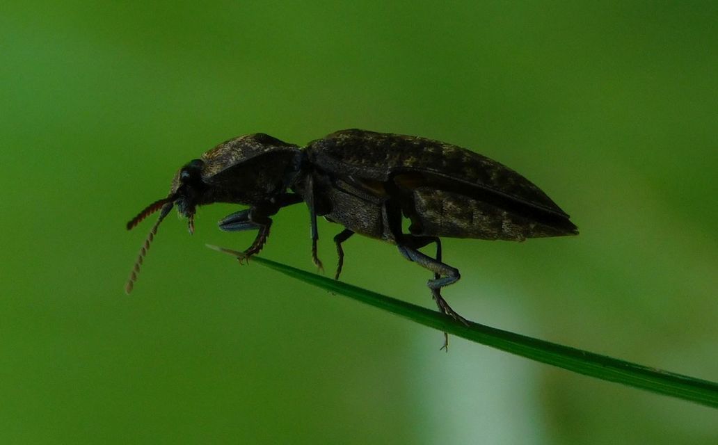 Agrypnus murinus - egérszínű pikkelyespattanó