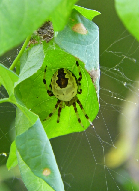 Araneus marmoreus - márványos keresztespók
