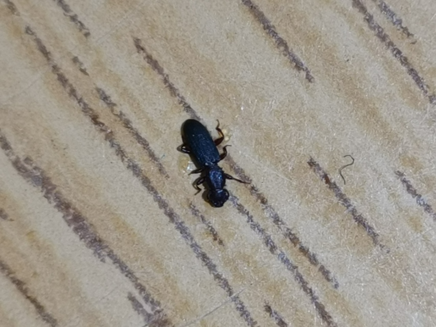 Oryzaephilus surinamensis - zsizsikfaló fogasnyakú-lapbogár