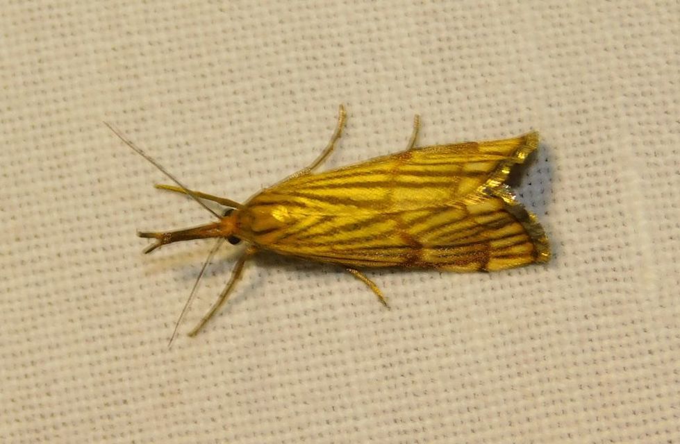 Chrysocrambus linetella - déli fűgyökérmoly