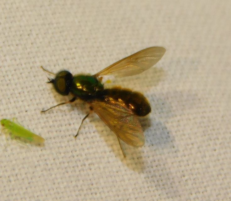 Chloromyia formosa - közönséges fémeslégy
