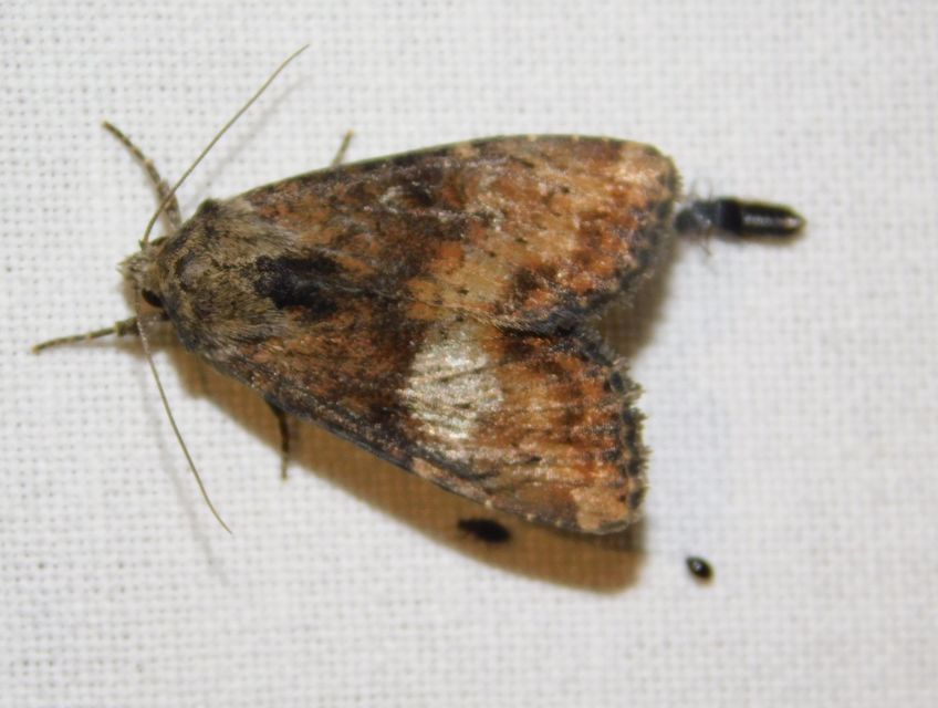 Loscopia scolopacina - csinos dudvabagoly