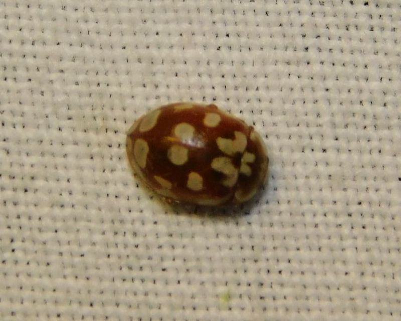 Myrrha octodecimguttata - tizennyolccseppes füsskata