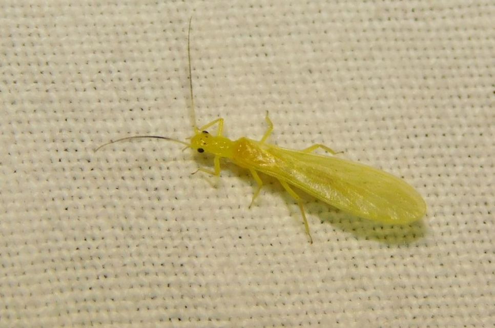 Plecoptera - Álkérészek