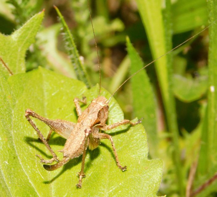 Pholidoptera griseoaptera - szürke avarszöcske