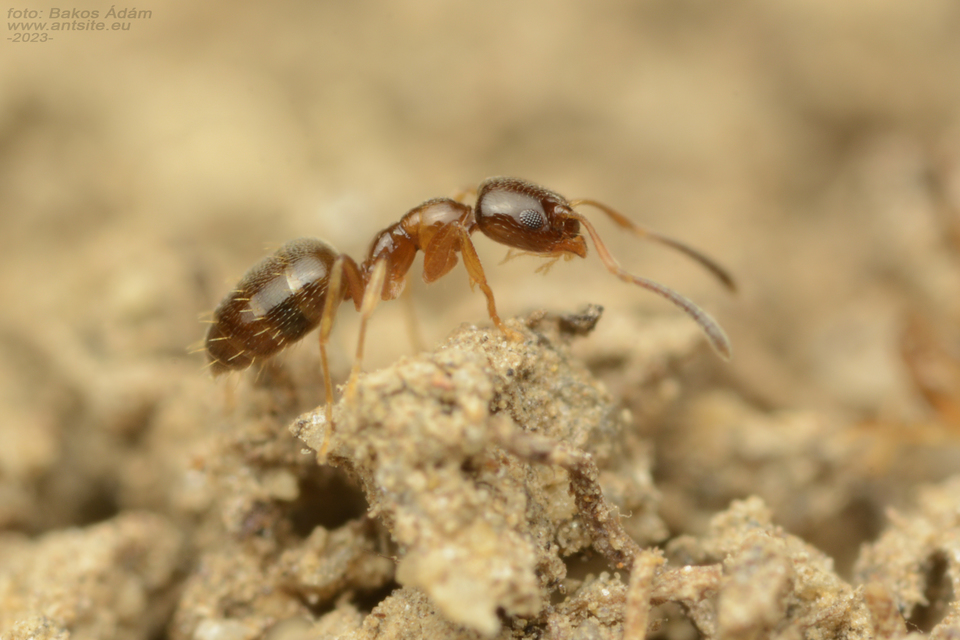 Plagiolepis pygmaea - lapos törpehangya