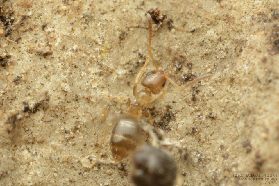 Plagiolepis pygmaea - lapos törpehangya