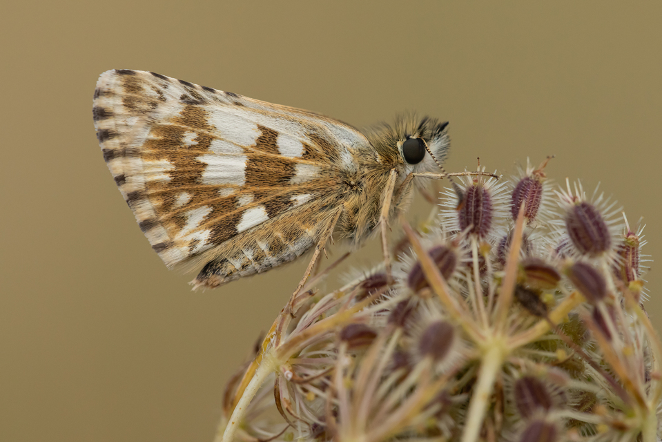 Pyrgus serratulae - homályos busalepke