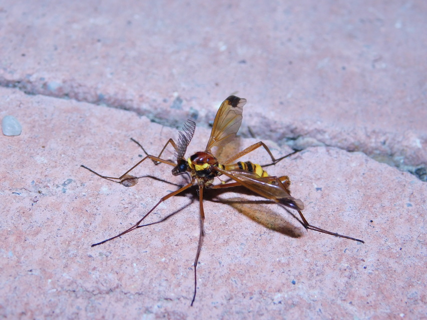 Ctenophora ornata - sárga fésűsszúnyog