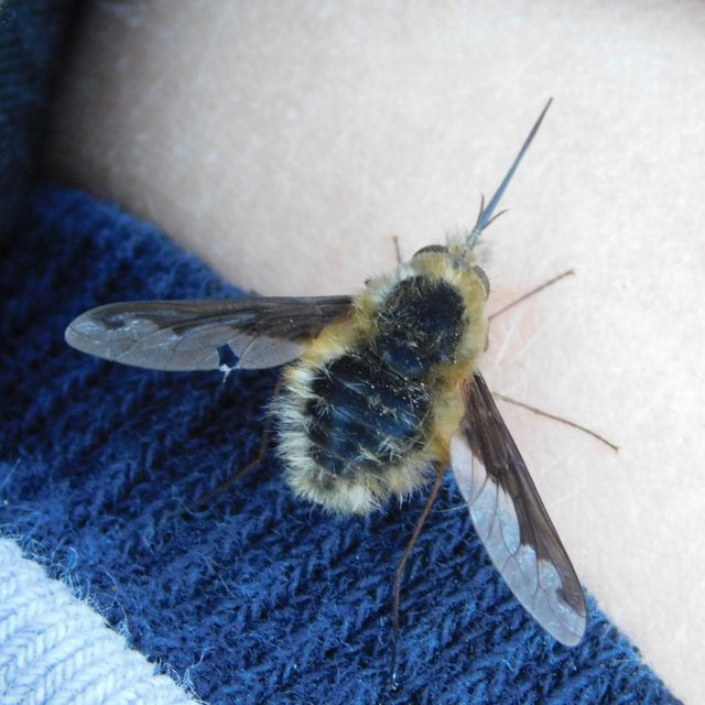 Bombylius major - szegélyes pöszörlégy